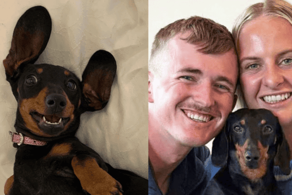 Cachorrinha se perde em local perigosíssimo e após 2 anos reaparece irreconhecível