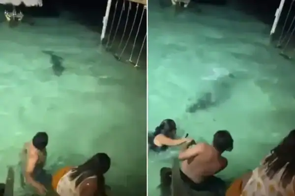 Vídeo: Turistas quase atacados por crocodilo durante banho noturno