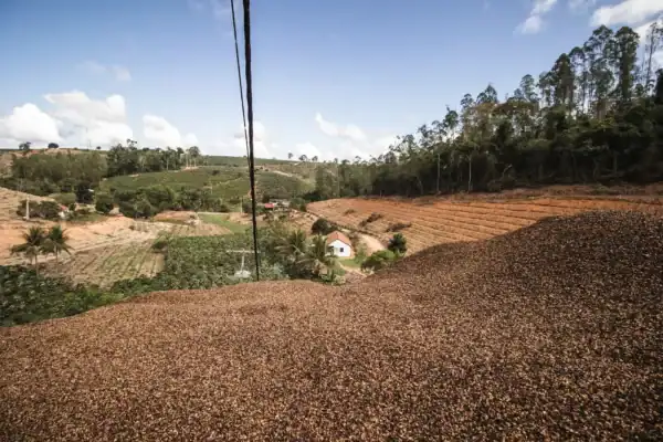 Pós-colheita do café: boas práticas asseguram a qualidade da produção