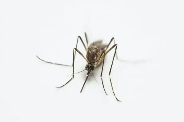 Por que se comemora o Dia Mundial do Mosquito e qual a relação com o Nobel