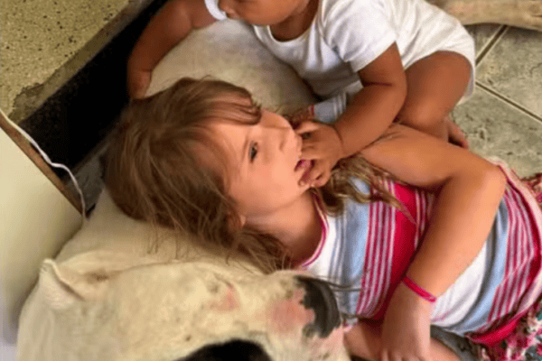 Cachorro enfrenta onça-parda e salva crianças e família do pior