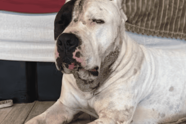 Pitbull enfrenta onça-parda para defender família em condomínio na Serra da Cantareira