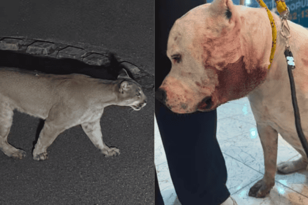 Cachorro enfrenta onça-parda e salva crianças e família do pior