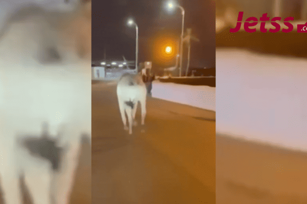 Boi solto assusta pedestres e derruba grade de proteção em praia no Maranhão