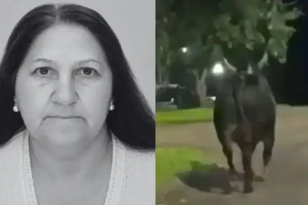 Touro foge de rodeio, invade ruas e mata idosa de 78 anos