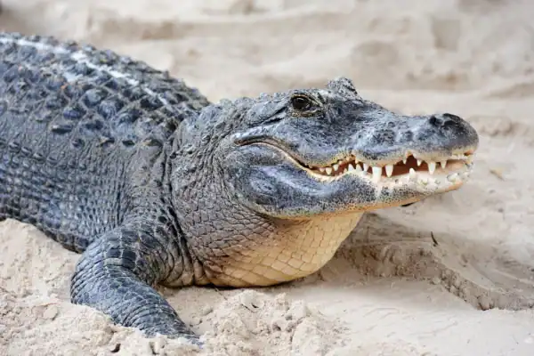 Cabeça de crocodilo ameaçado de extinção é apreendida em bagagem no Aeroporto Caselle