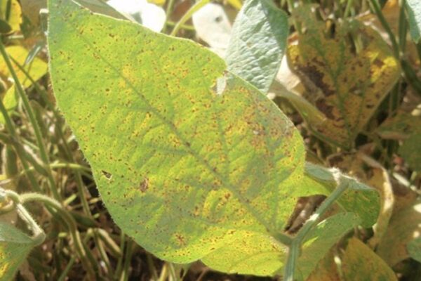 Manejo correto pode minimizar impactos do El Niño na produção de soja