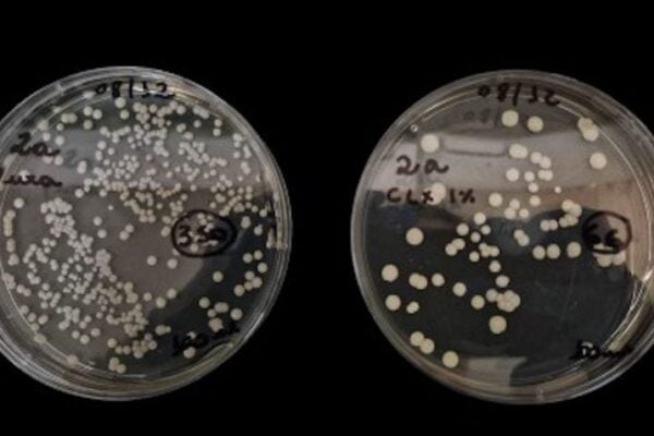 Antisséptico com clorexidina inibe fungo hospitalar