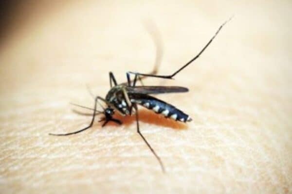 Mosquitos da dengue expandem seu alcance e chegam a novos territórios