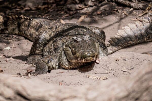 Terror! Pais jogam filho deficiente em lago repleto de crocodilos