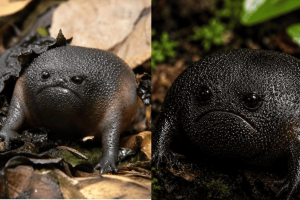 Sapo com a cara mais triste do mundo comove a web. Veja as imagens!