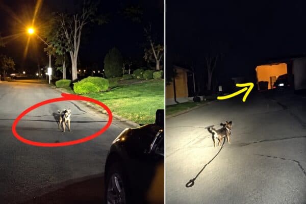 Cão leva policial ao tutor caído há 3 horas; Departamento de Polícia de Leawood e SWNS
