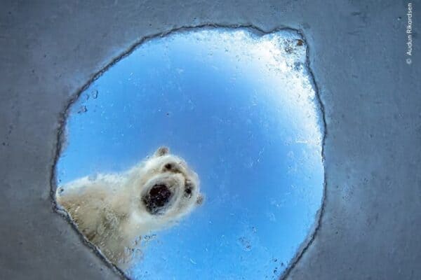 Fotos incríveis da natureza vencem concurso mundial de fotografia em 2026; veja as melhores