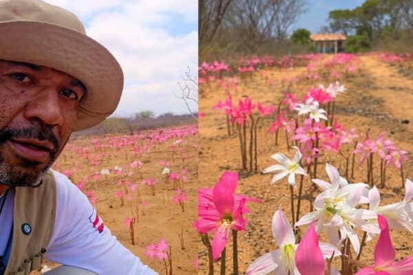Flores rosas surgem após primeiras chuvas na Caatinga da Bahia, diz Ciel do Sertão