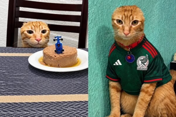 Gatinho Carlos supera câncer nas orelhas e ganha bolo, diz El comercio